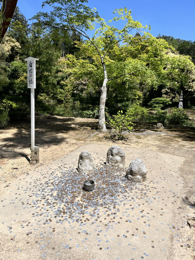 🏯金光閃閃的夢幻京都✨金閣寺自由行