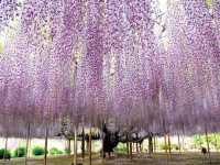 🛕 歴史×自然×温泉がそろう癒しの旅先、栃木県へ！
