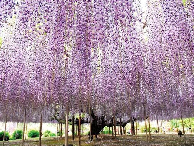 🛕 歴史×自然×温泉がそろう癒しの旅先、栃木県へ！
