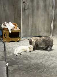 Coffee Cat House in JB