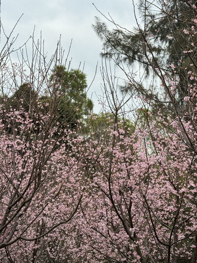 香港靚景打卡位｜東涌櫻花園