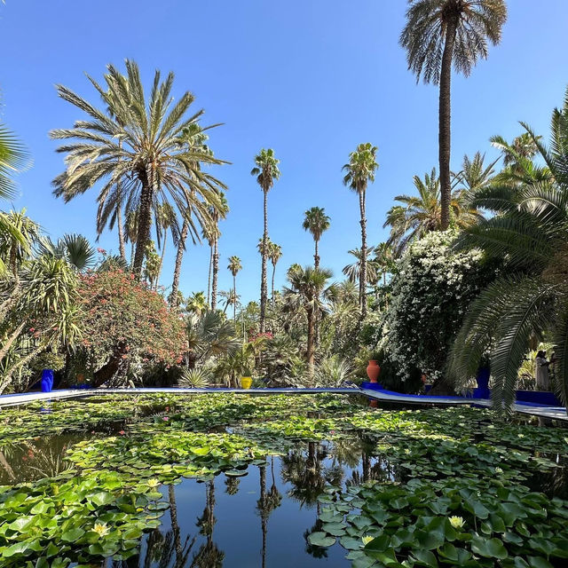 🌵✨ Jardin Majorelle: Marrakech’s Oasis of Art & Botanic Beauty