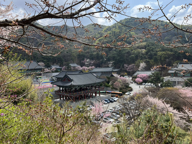 봄, 꽃, 그리고 벚꽃