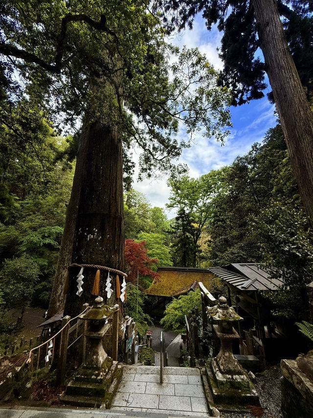 京都｜800年歷史53公尺高大杉木 由岐神社的鎮邪傳說