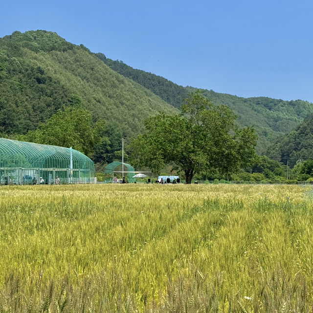 서울근교 양평 황금빛 밀밭 산책