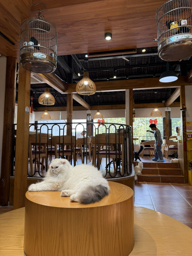 蘇州｜平江路「貓十二」貓咖天堂❤️