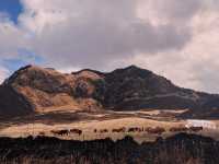 ASO
