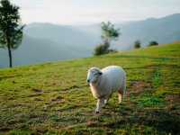 เที่ยวดอยช้าง AKHA FARMVILLE อาข่า ฟาร์มวิลล์