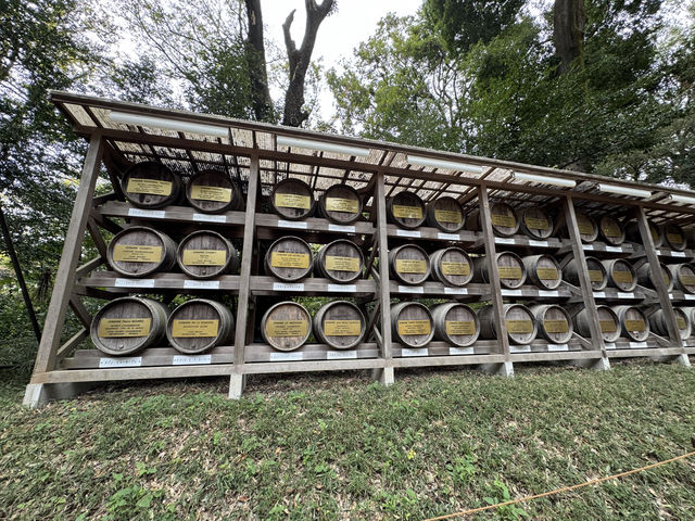 ⛩️ Shrine Among the Trees: Meiji Jingu’s Beauty Meets Tokyo’s Buzz 🌲