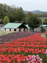 新潟県長岡市に広がる「国営越後丘陵公園」は、四季折々の花々と豊かな自然に包まれた癒しの空間。 