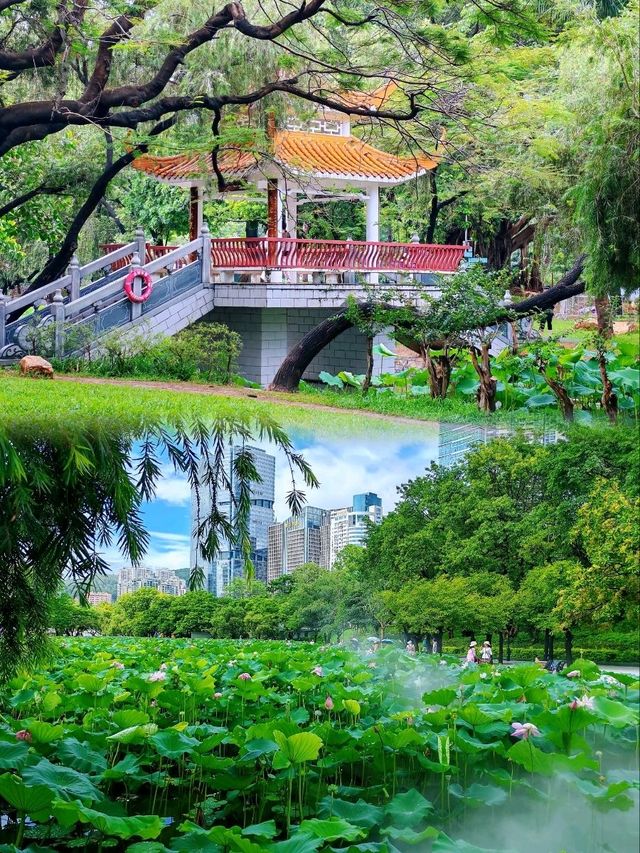 洪湖公園賞荷聽雨