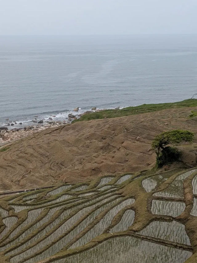 海に続く棚田の絶景🌾白米千枚田で心ほどける自然旅