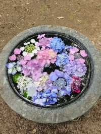 超美！福岡季節限定的紫陽花園