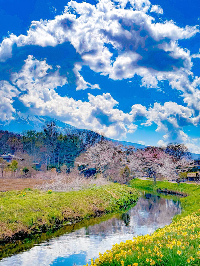 รีวิว Oshino Hakkai (忍野八海) ในช่วง ซากุระบาน