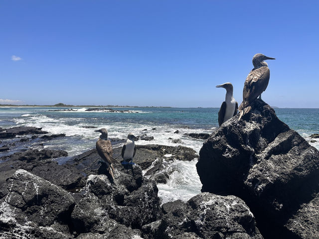 【アオアシカツオドリ｜ブルーフット・ブービーとの出会い🐦】