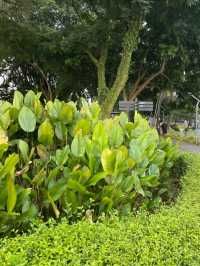 🚣‍♀️🌳 Lake Titiwangsa – KL’s Coolest Lakeside Playground! 🌊🌞