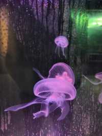 Phuket Aquarium 