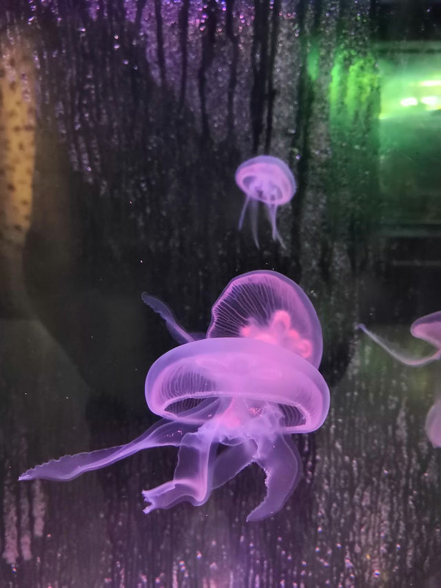Phuket Aquarium 