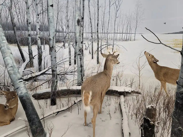 🏛️【ロイヤル・サスカチュワン州立博物館（Royal Saskatchewan Museum）】自然・歴史・文化が学べ