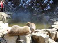 🐒 Jigokudani Yaen-Koen – A Snow Monkey Experience Worth the Hike