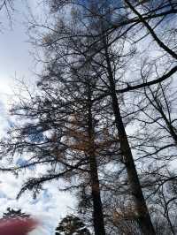 ลานสกี ใกล้ Tokyo ที่ Karuizawa