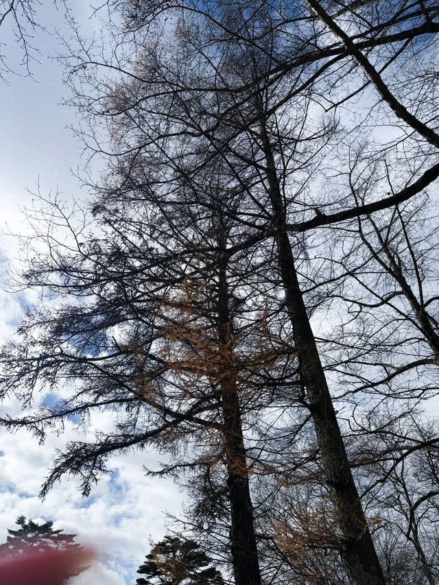 ลานสกี ใกล้ Tokyo ที่ Karuizawa