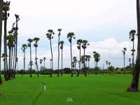 จุดชมวิวดงตาลสามโคก ที่เที่ยวปทุมธานี