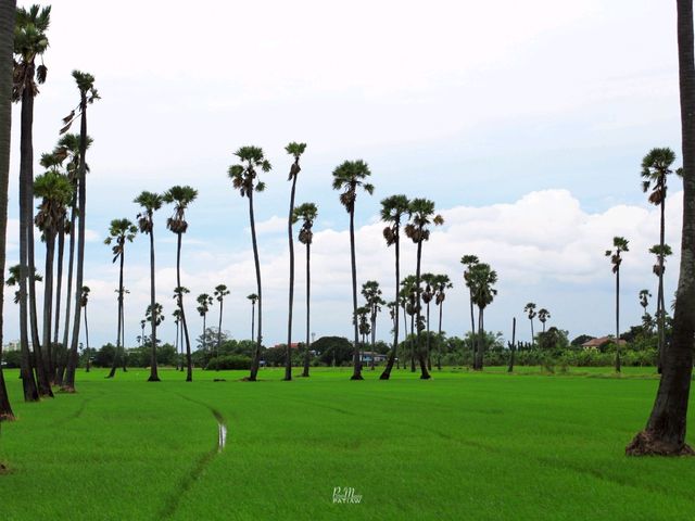 จุดชมวิวดงตาลสามโคก ที่เที่ยวปทุมธานี