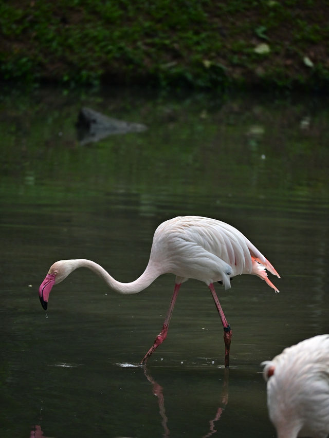 Did You Know?Your Birthday=FREE Entry To Zoo Negara!