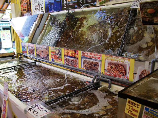 🍣 Seafood Sunrise: My Morning at Hakodate Asaichi