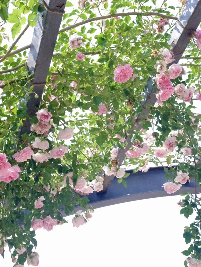 【大阪】🌸🌻万博記念公園で映えスポット巡り！太陽の塔に感動✨