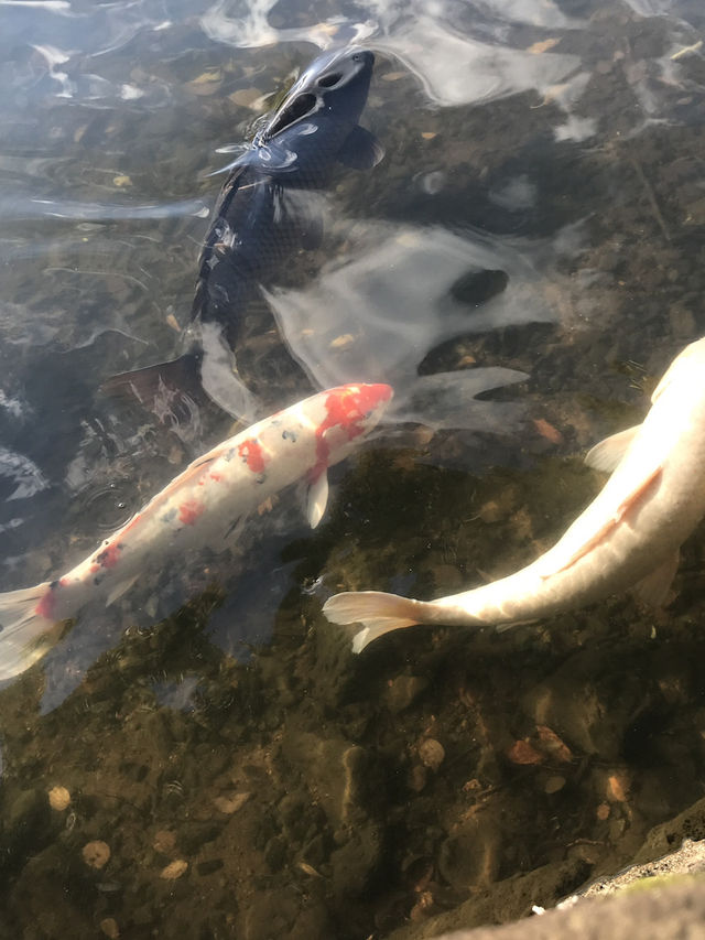 【静岡県　伊東市　一碧湖のゴールデンサンセット】