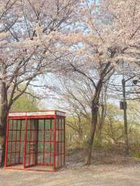 Seoul Forest ช่วงฤดูใบไม้ผลิ🌸🇰🇷