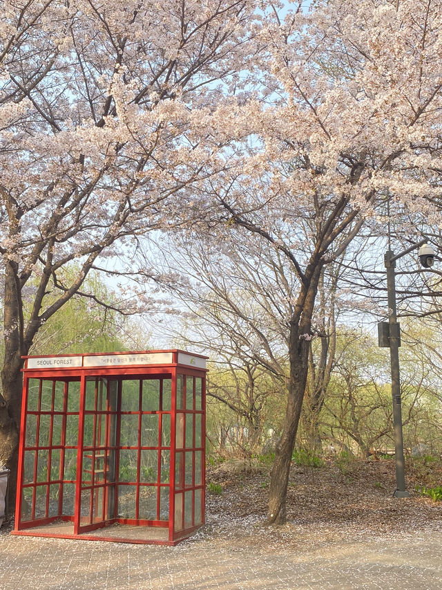Seoul Forest ช่วงฤดูใบไม้ผลิ🌸🇰🇷
