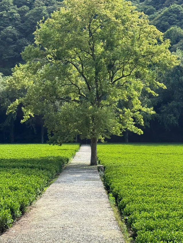 Jiuxi Shibajian 🌿💧