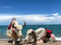 Echoes of the Plateau: The Magic of Qinghai Lake