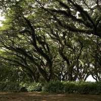 De Djawatan: Dreamy Forest in Banyuwangi