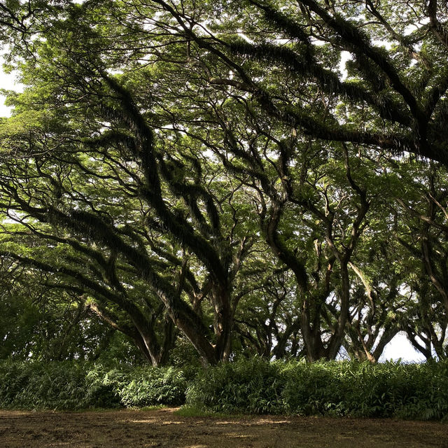 De Djawatan: Dreamy Forest in Banyuwangi