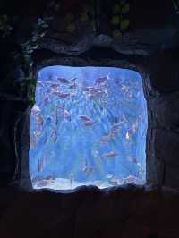 ✨Recommended - Must Visit in Changsha 🩵🐬✨