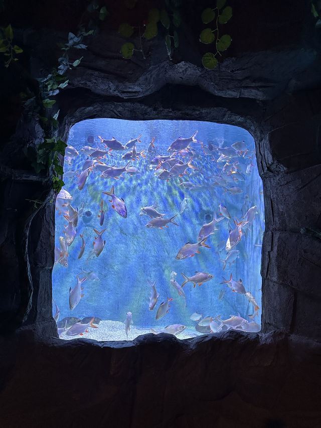✨Recommended - Must Visit in Changsha 🩵🐬✨