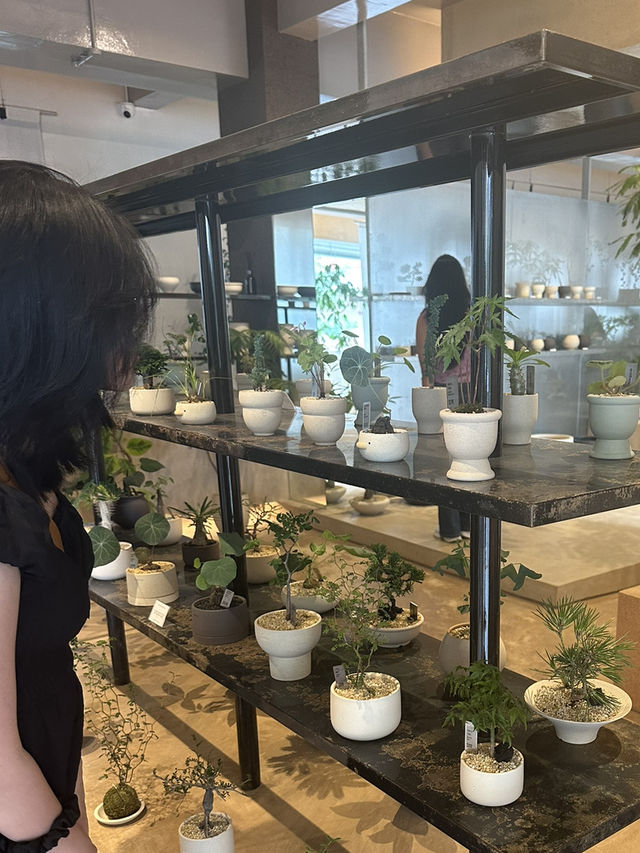 Exploring Soilboy: A Plant Lover's Paradise in Singapore 🇸🇬 