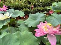 🛕 Dashengci Temple – Serenity in the Heart of Chengdu