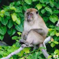 Monkey Beach  จ.กะบี่