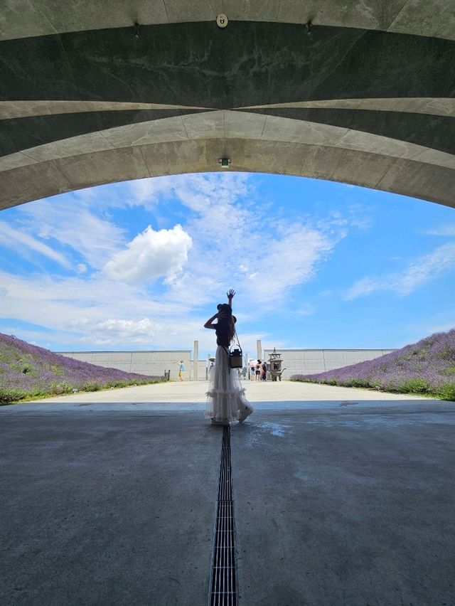 ラベンダーの丘から顔を出す、天空の頭大仏。札幌の新たな瞑想空間🪷💜