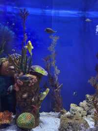 Spot Dory & The Coral Garden at Aquaria KLCC