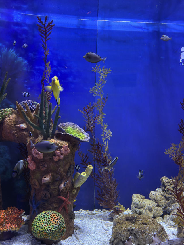 Spot Dory & The Coral Garden at Aquaria KLCC