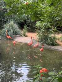 Hongshan Forest Zoo – Where Animals Reign Supreme