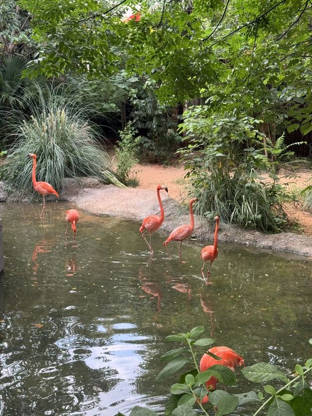 Hongshan Forest Zoo – Where Animals Reign Supreme