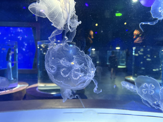 หลบร้อนจาก fun park มา Aquarium @ Vinwonder