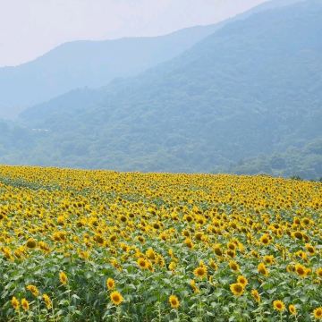 太陽に恋するひまわり畑🌻☀️「たいよう農園 門松ハウス」 | Trip.com
